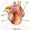 睾丸鞘膜积液的病因及如何治疗